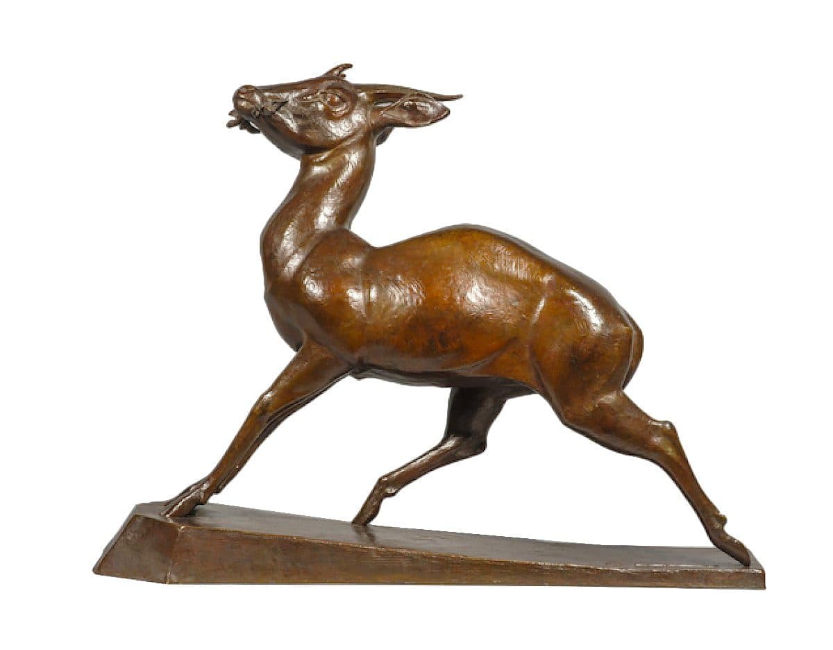 Gazelle tétracère